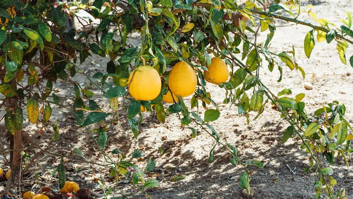 Les raisons derrière le jaunissement et la chute des feuilles du citronnier